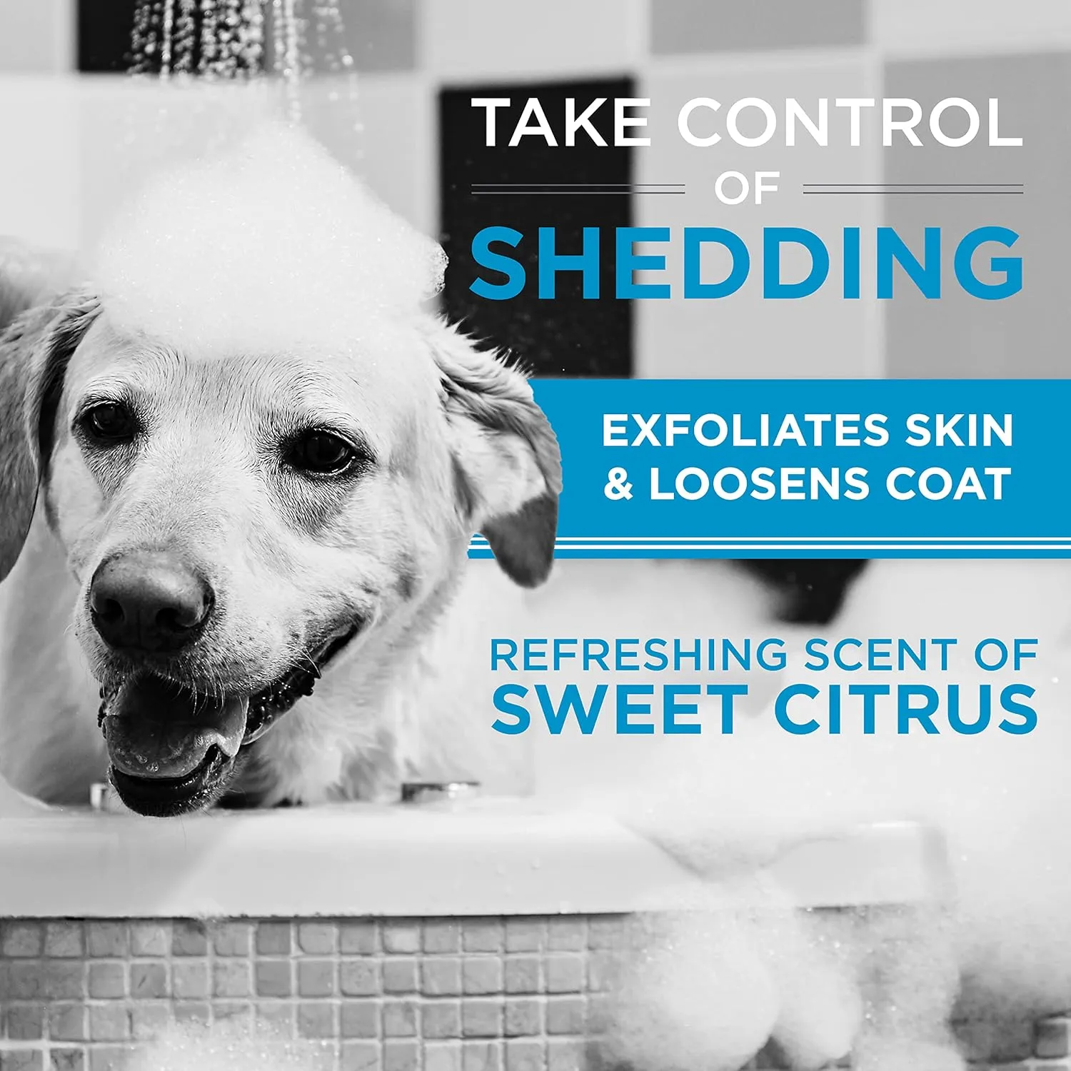 TropiClean Perfect Fur Deodorizing and Deshedding Dog Shampoo for Smelly Dogs, For Breeds with Short Double Coats like Corgis, Labs, Beagles, Rottweilers, Natural Shampoo, Puppy Safe, 16oz
